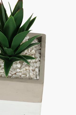 Agave In 2 Tone Ceramic Pot