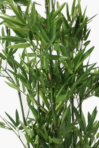 Urban Potted Bamboo Plant, Medium