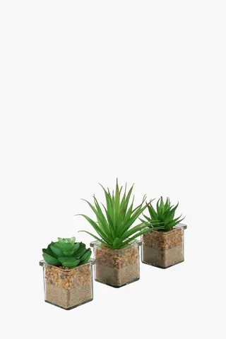 Assorted Mini Succulent