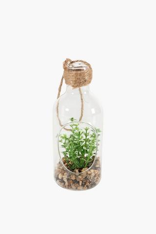 Hanging Glass Bottle Succulent