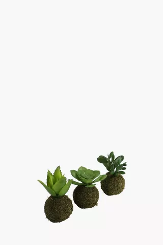 Assorted Mini Succulent