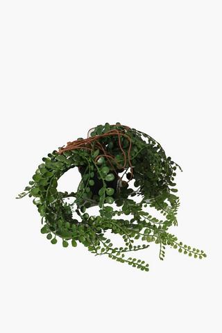 Hanging String Of Pearl Plant