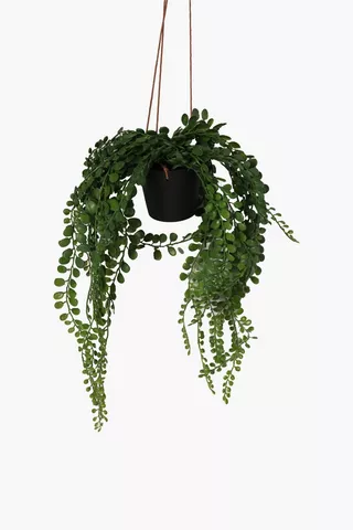 Hanging String Of Pearl Plant