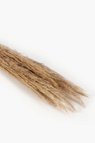 Pampass Grass Bunch