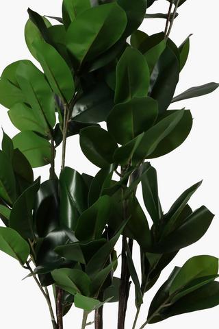 Magnolia Tree, Large