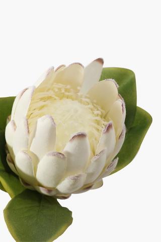 Protea Single Stem