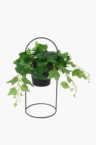 Ivy Leaf In Standing Plastic Pot