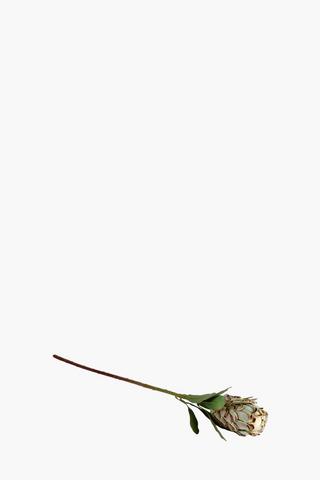 Protea Single Stem