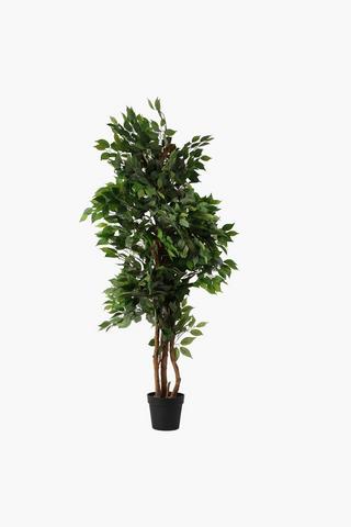 Ficus Tree Medium