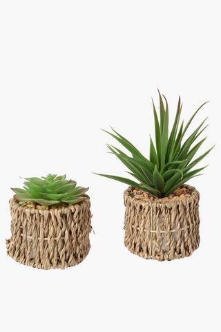 Assorted Mini Seagrass Succulent