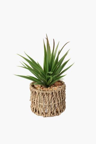 Assorted Mini Seagrass Succulent
