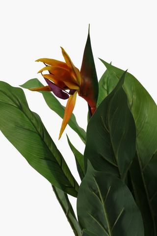 Potted Strelitzia, Medium