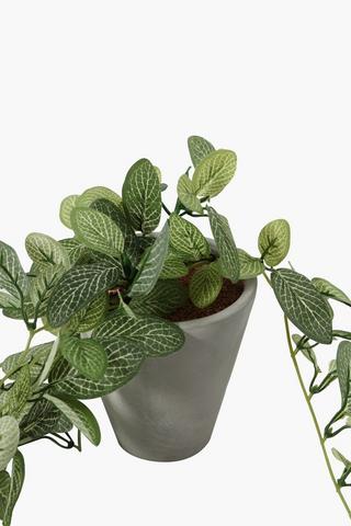 Cement Potted Trailer Plant