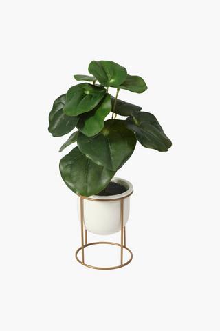 Money Plant On Stand