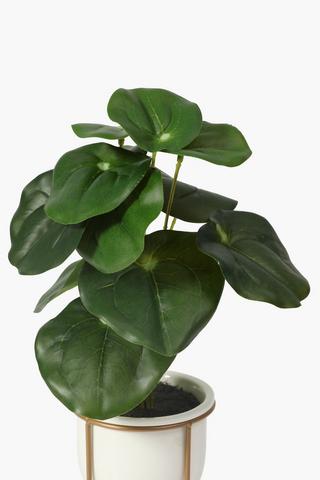 Money Plant On Stand