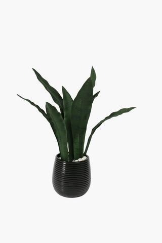 Ceramic Potted Sansevieria