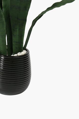 Ceramic Potted Sansevieria