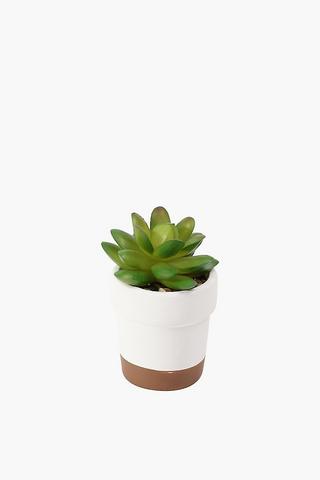 Dipped Pot Multi-succulent Mini