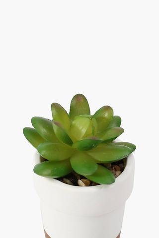 Dipped Pot Multi-succulent Mini