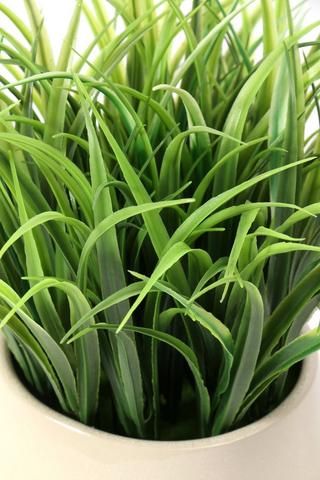 Crackle Potted Grass