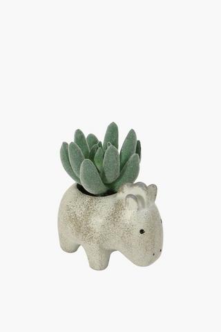 Kruger Rhino Mini Succulent