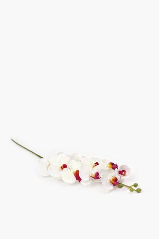 Orchid Single Stem