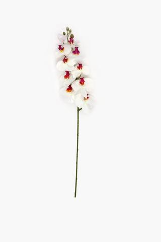 Orchid Single Stem