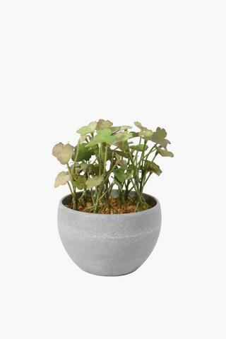 Potted Foam Mint Plant