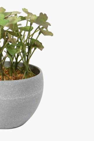 Potted Foam Mint Plant