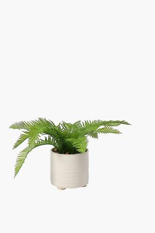 Rib Potted Fern, 10x30cm