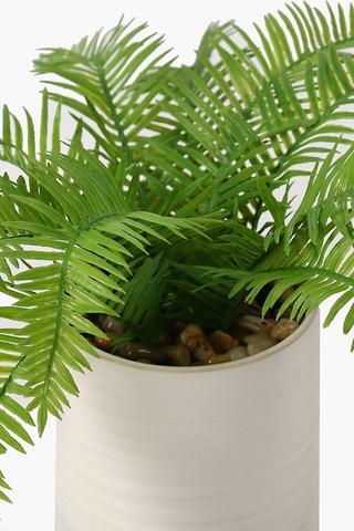 Rib Potted Fern, 10x30cm