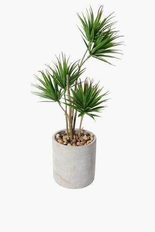Mini Yucca Tree