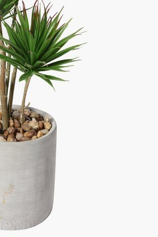 Mini Yucca Tree