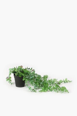 Potted Penny Gum