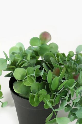 Potted Penny Gum