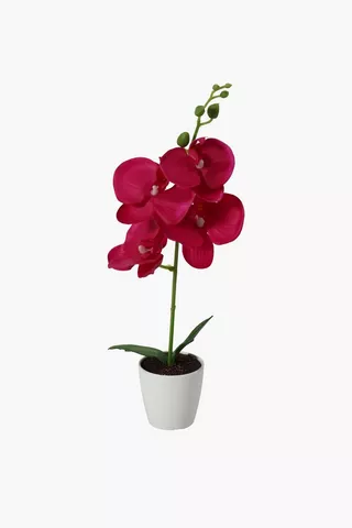 Mini Orchid In Plastic Pot