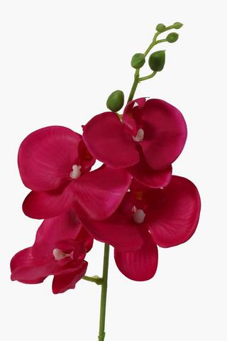 Mini Orchid In Plastic Pot
