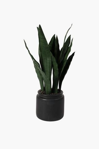 Ceramic Potted Snake Plant