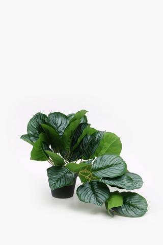 Variegated Leaf Plant, 60cm
