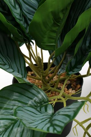 Variegated Leaf Plant, 60cm
