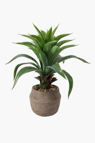 Dragon Aloe In Woven Pot