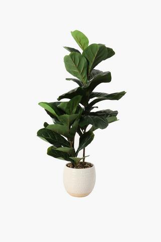 Reactive Pot Fiddle Fig Plant