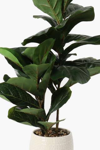 Reactive Pot Fiddle Fig Plant