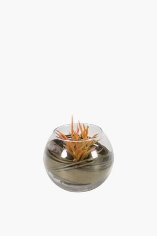 Succulent In Glass Bowl Teranium