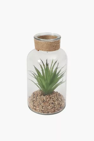 Aloe In Glass Bottle