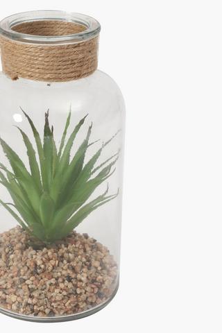 Aloe In Glass Bottle