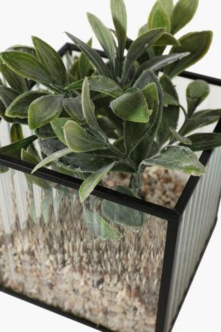 Glass Potted Lambs Ear
