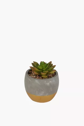Succulent In Ceramic Pot