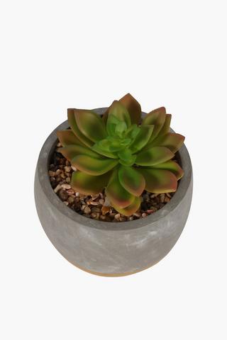 Succulent In Ceramic Pot