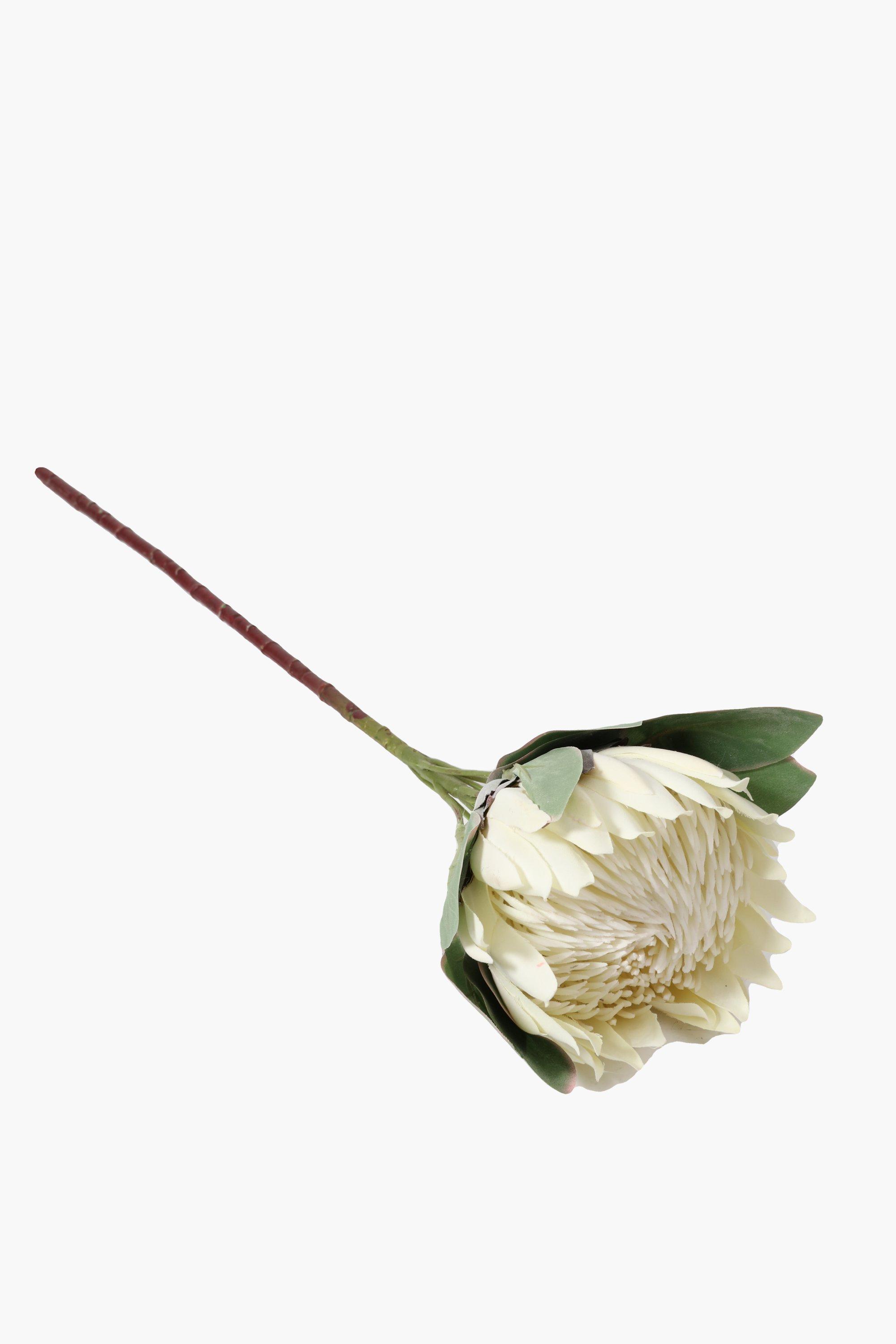 Protea Single Stem Large